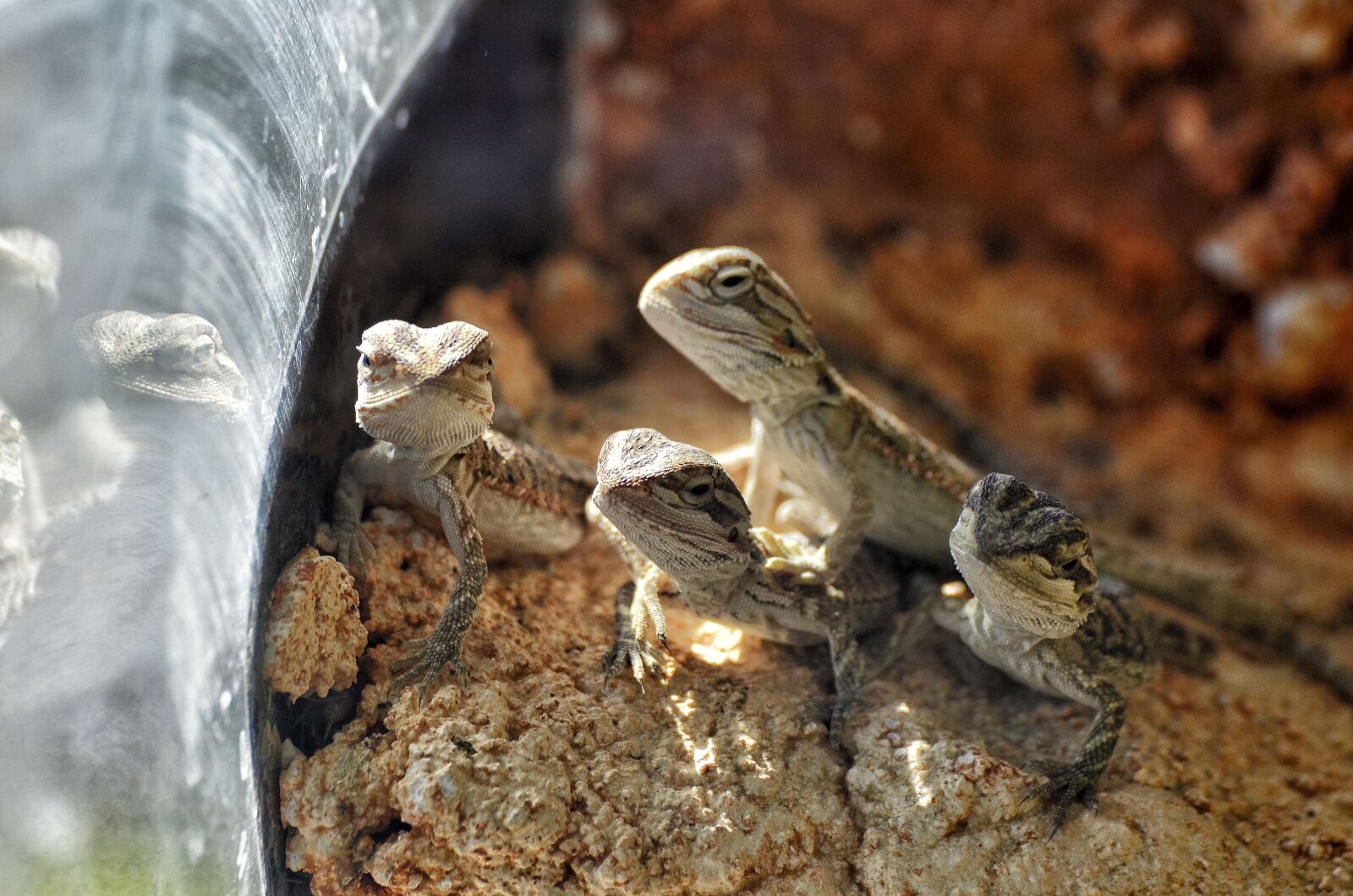 Nikon D7000 sample photo. Bearded dragons, babies, young photography