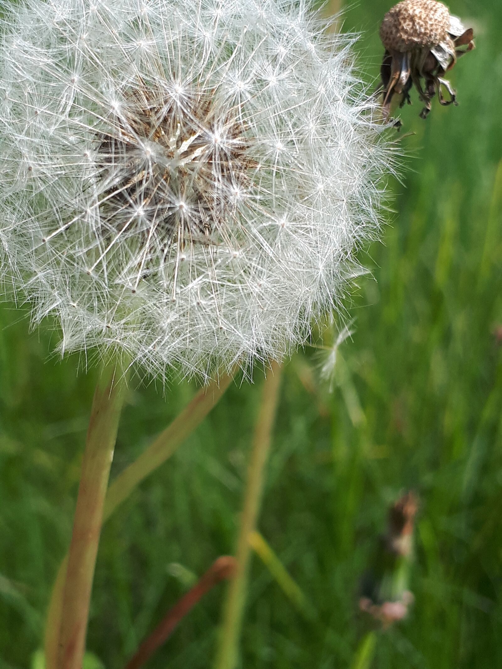 Samsung Galaxy A5(2017) sample photo. Dandelion, grass photography