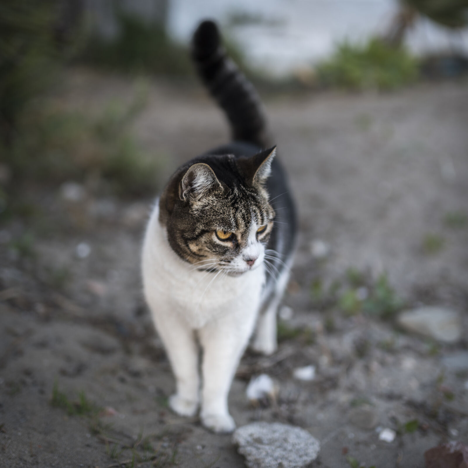 Nikon D750 + Sigma 35mm F1.4 DG HSM Art sample photo. White, and, grey, cat photography