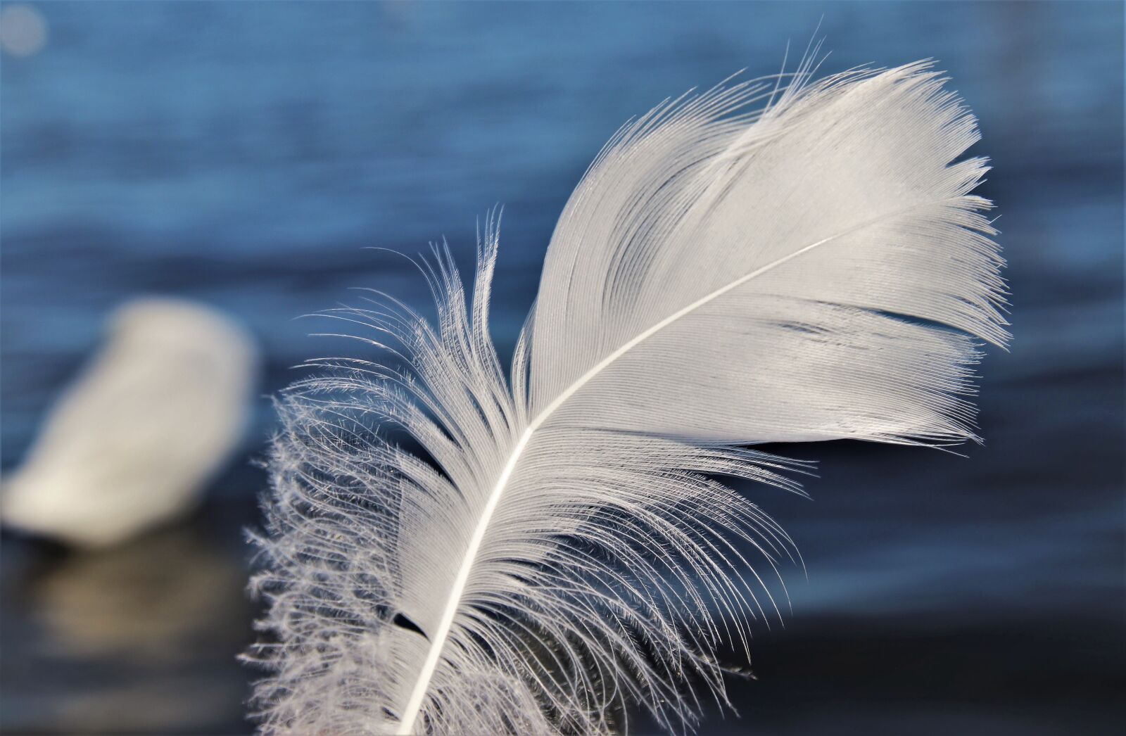 Canon EOS 80D sample photo. Swans, pen, white photography