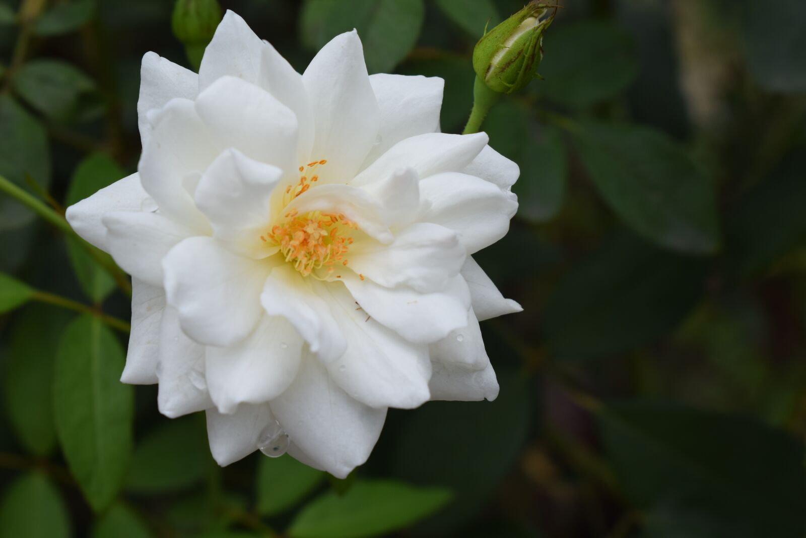 Nikon D3300 sample photo. Rose, flower, white photography