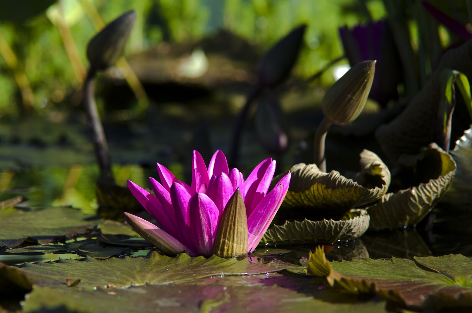 Pentax K-30 sample photo. Water lily, purple, flower photography