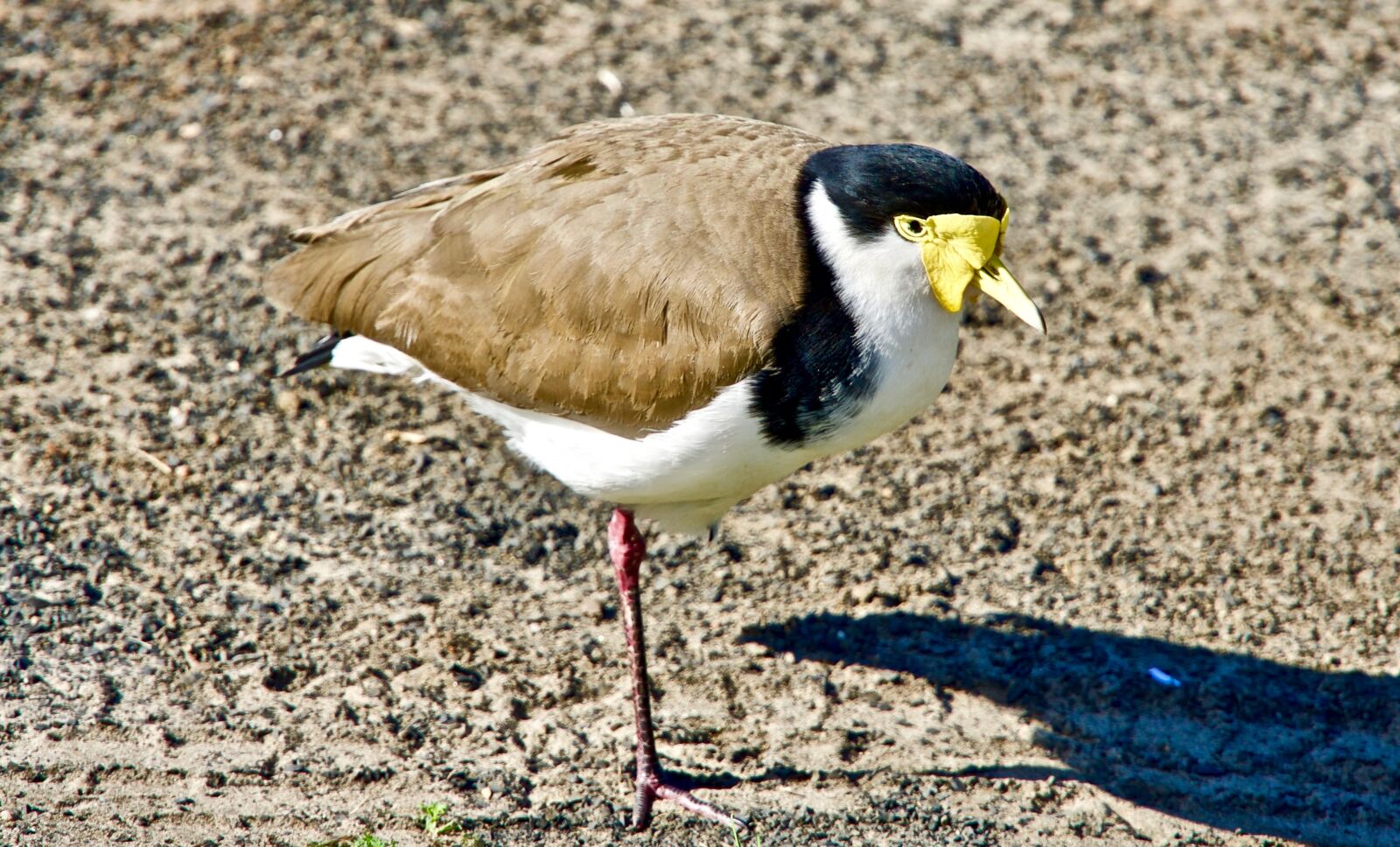 Sony E 18-135mm F3.5-5.6 OSS sample photo. Plover, one-legged, bird photography