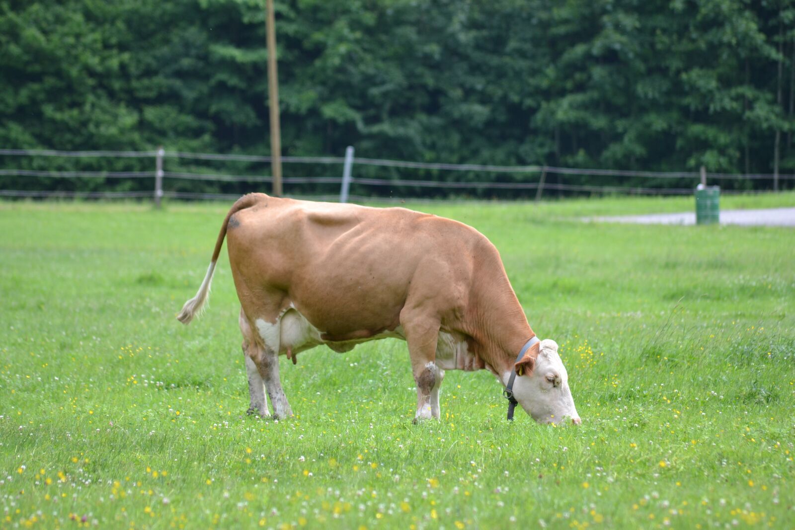 Nikon D3100 sample photo. Fat cow, grazing peacefully photography