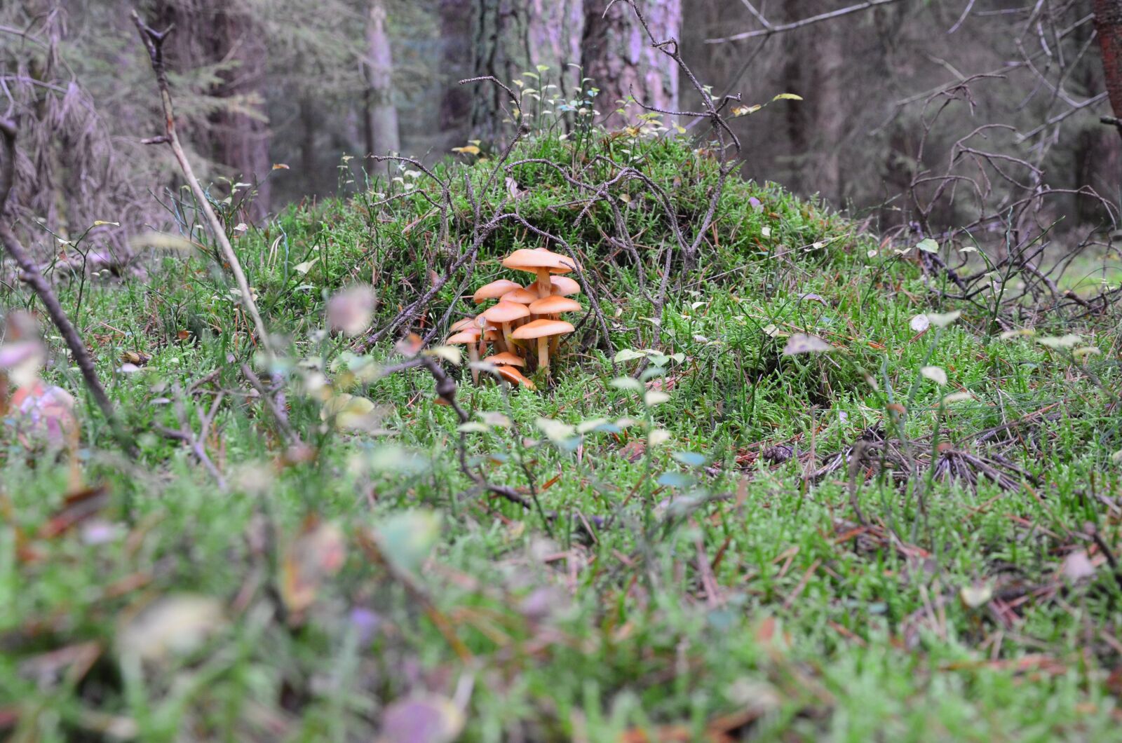 Nikon D5100 sample photo. Mushrooms, forest, mushroom picking photography