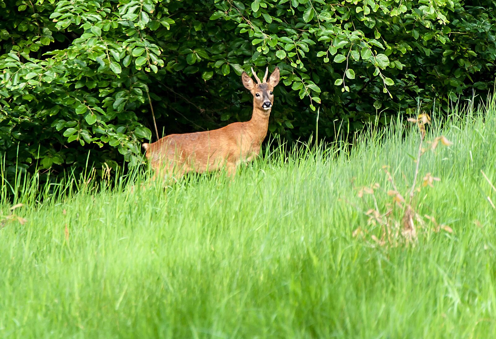 Nikon D5000 sample photo. Grass, nature, hirsch photography