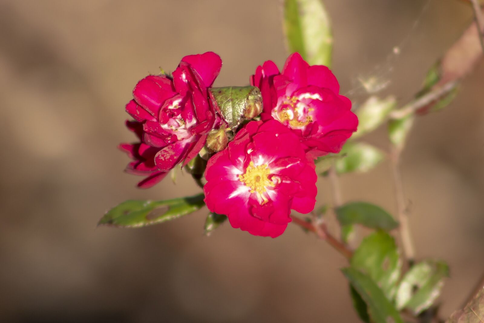 Canon EF75-300mm f/4-5.6 sample photo. Flower, red, petals photography