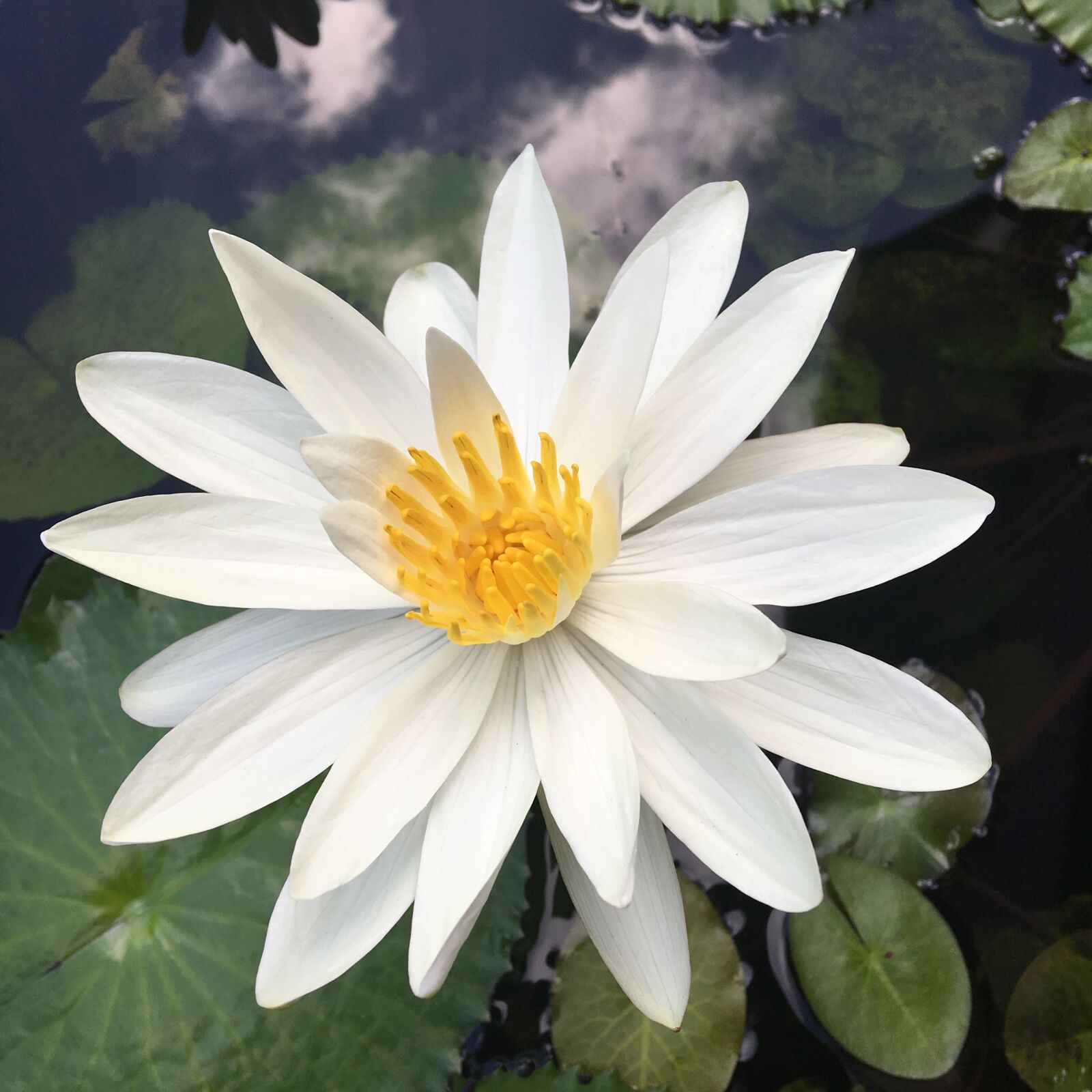 Apple iPhone 6s Plus sample photo. Lotus photography
