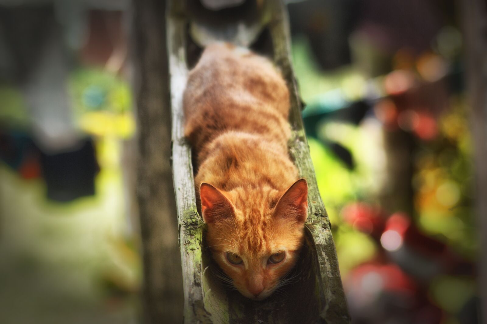 Nikon D3200 sample photo. Cat, animal, cats photography