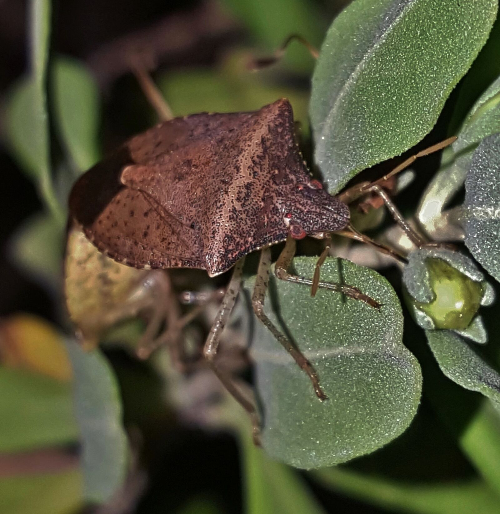 Samsung Galaxy Note5 sample photo. Bug, stink bug, brown photography