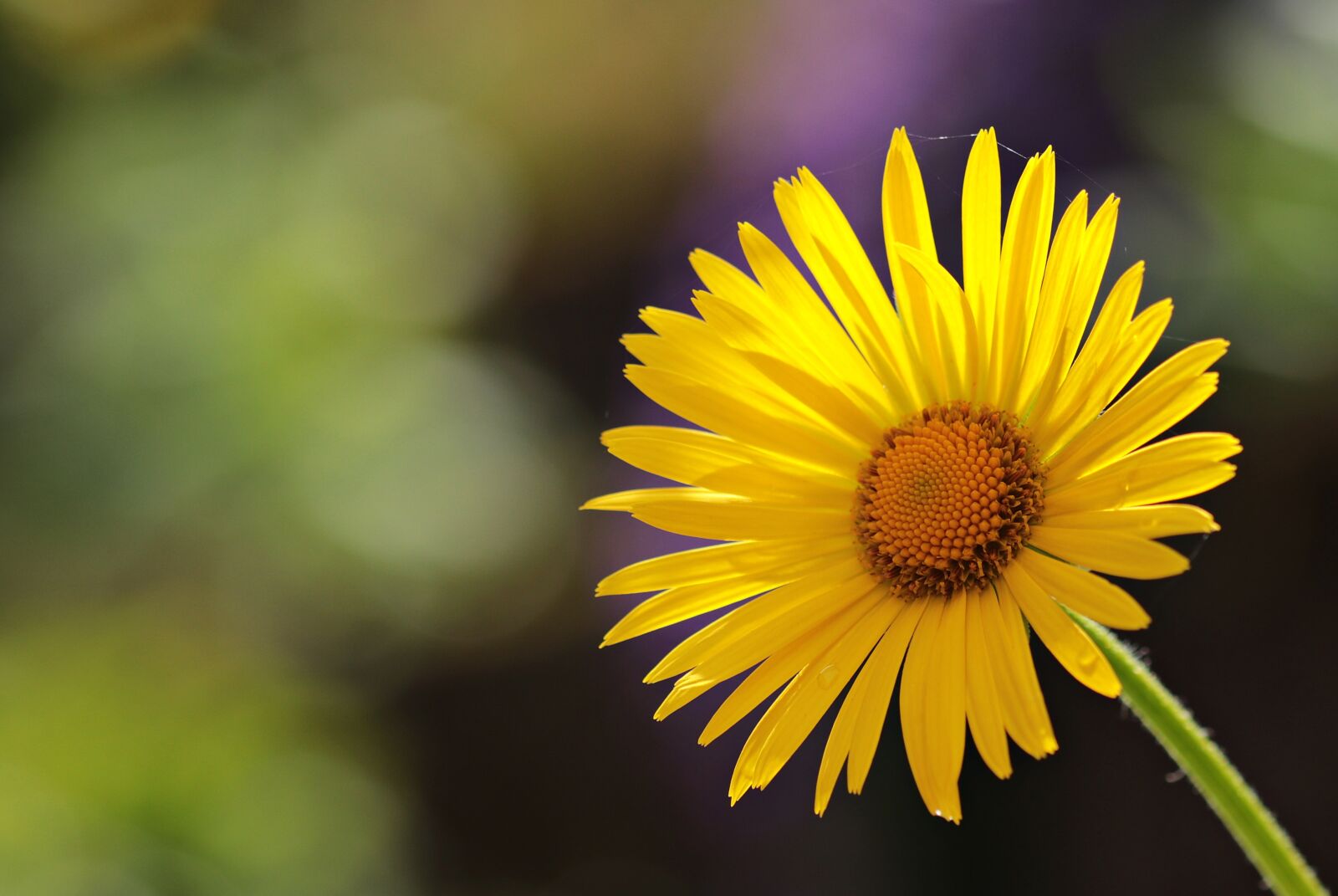 Canon EOS 80D sample photo. Flower, daisies, blossom photography