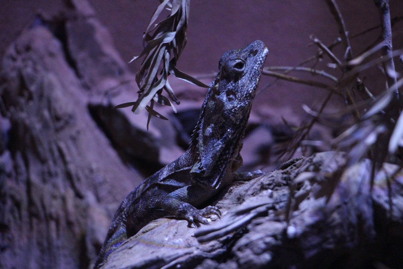 Canon EOS 700D (EOS Rebel T5i / EOS Kiss X7i) + Canon EF-S 18-135mm F3.5-5.6 IS STM sample photo. Reptiles, frilled lizard, darkness photography