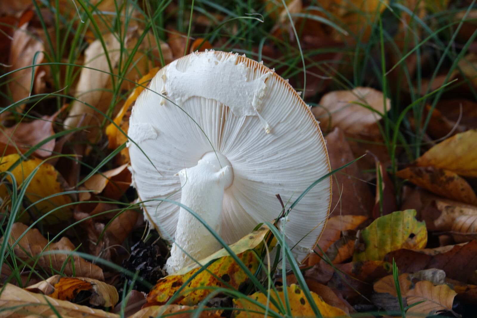 Sony Cyber-shot DSC-RX10 III sample photo. Mushrooms, mushroom, fly agaric photography