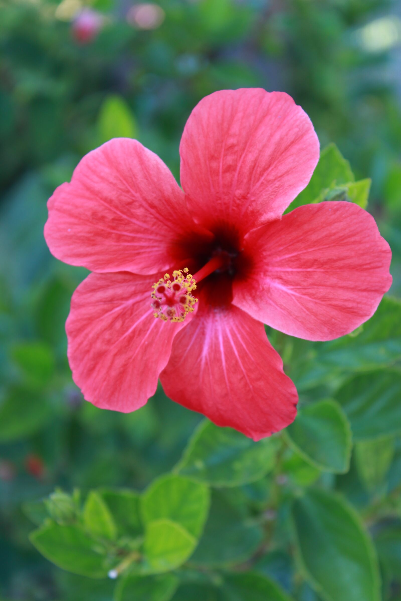 Canon EOS 500D (EOS Rebel T1i / EOS Kiss X3) sample photo. Hibiscus, blossom, bloom photography