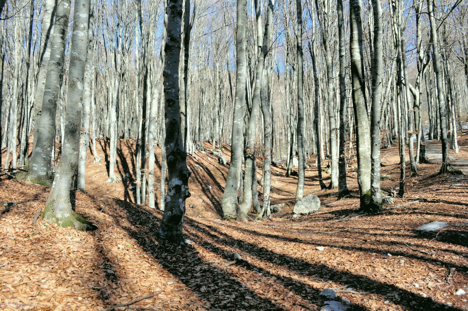 Nikon D5000 sample photo. Forest, beech, nature photography