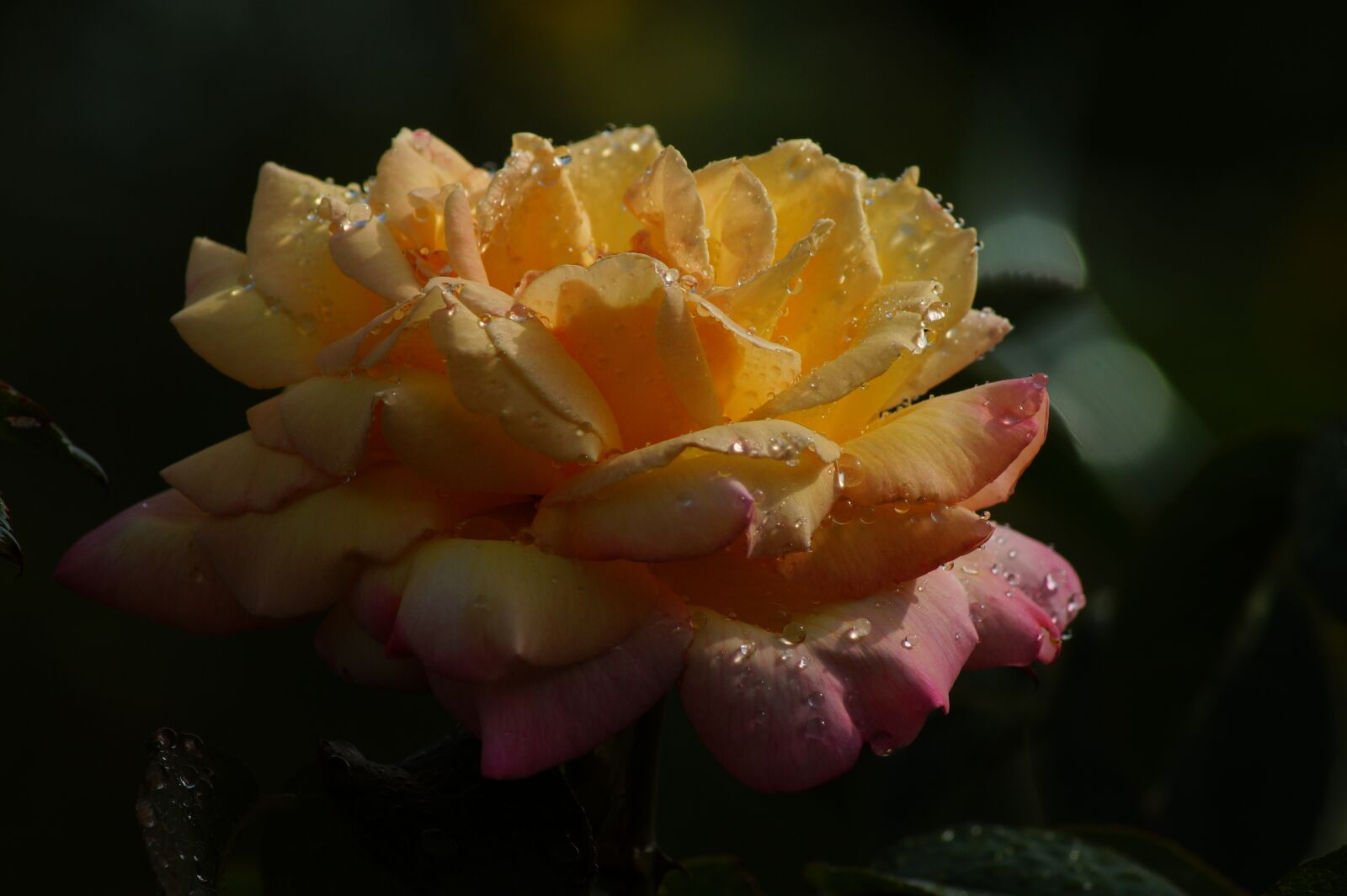 Sony SLT-A58 sample photo. Rose, orange, drop of photography