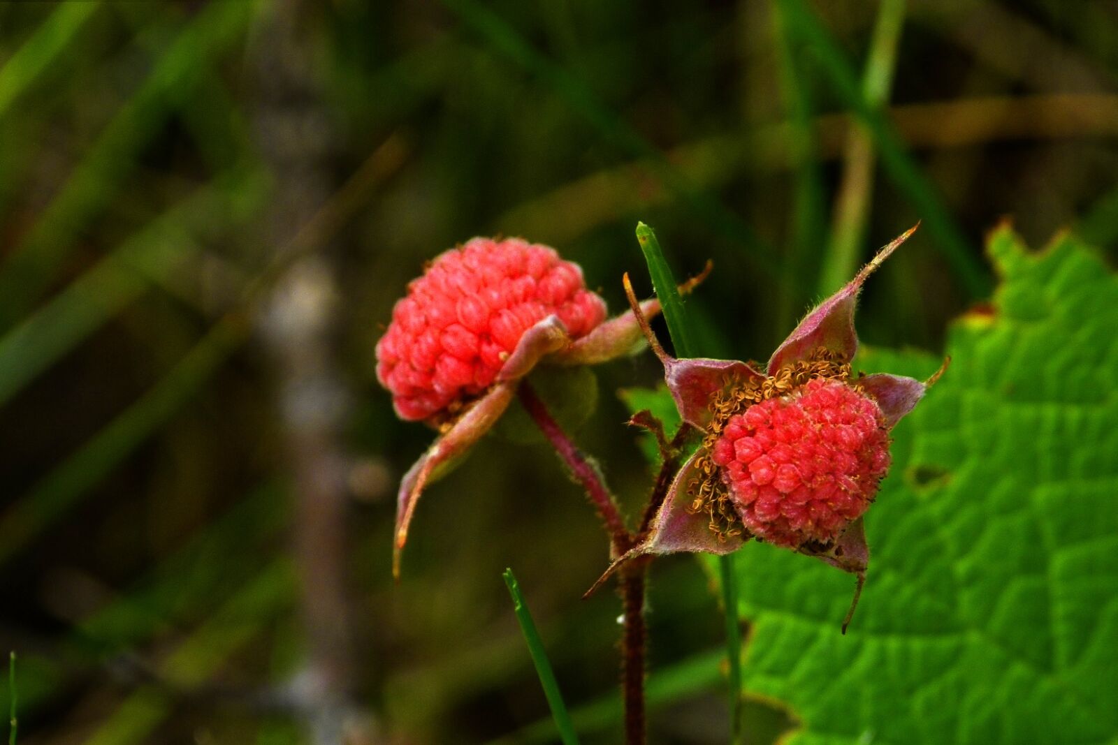 Panasonic Lumix DMC-FZ100 sample photo. Thimble berries, forest, nature photography