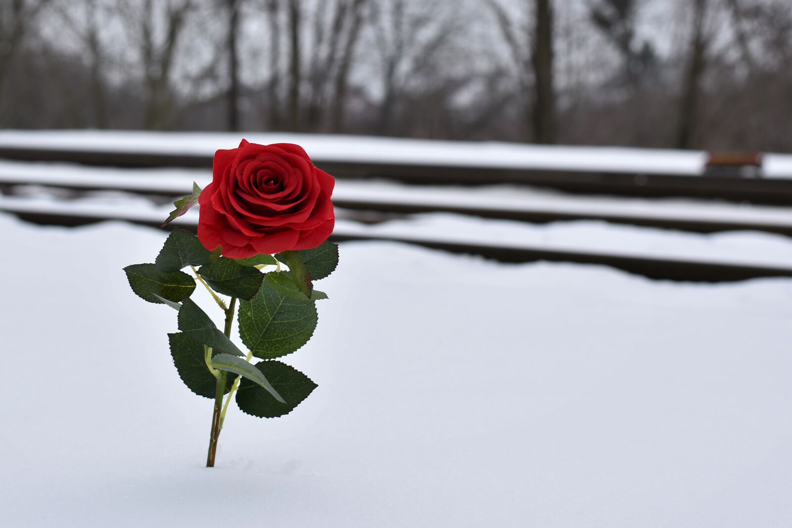 Nikon D5600 sample photo. Red rose near rail photography