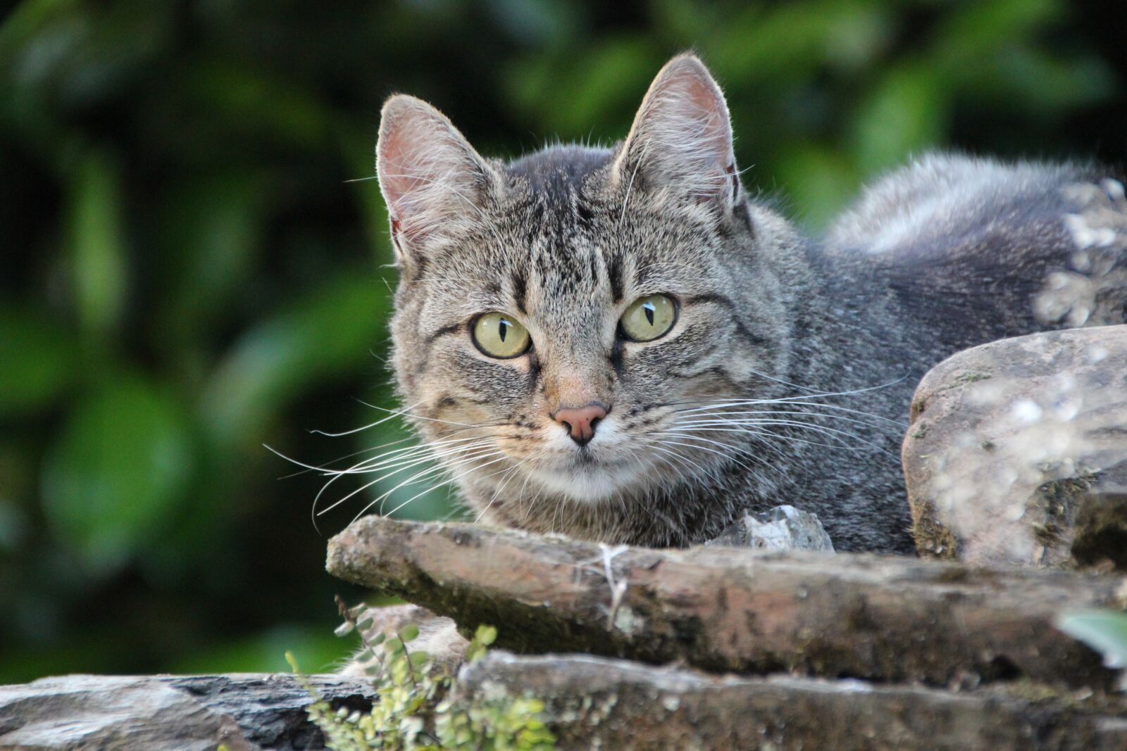 Canon EOS 600D (Rebel EOS T3i / EOS Kiss X5) sample photo. Cat in the garden photography