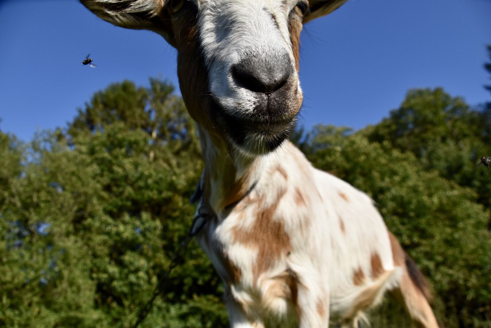 Nikon D5600 sample photo. Goat, animal portrait, goat photography