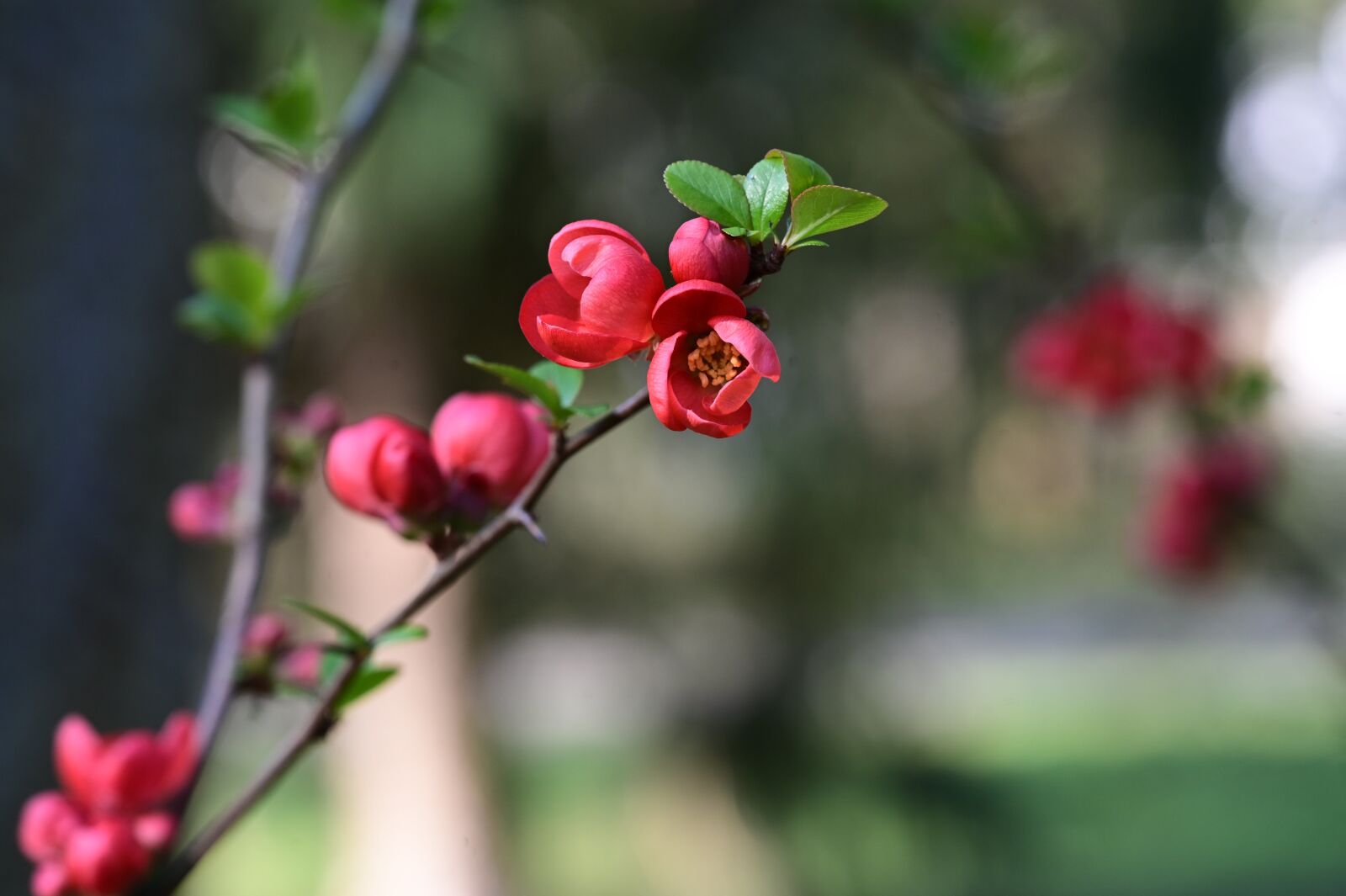 Nikon Z6 sample photo. Ornamental quince, red, flowers photography