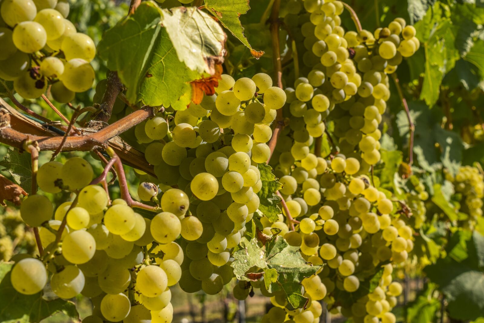Nikon D3300 sample photo. Wine, grapes, fruit photography