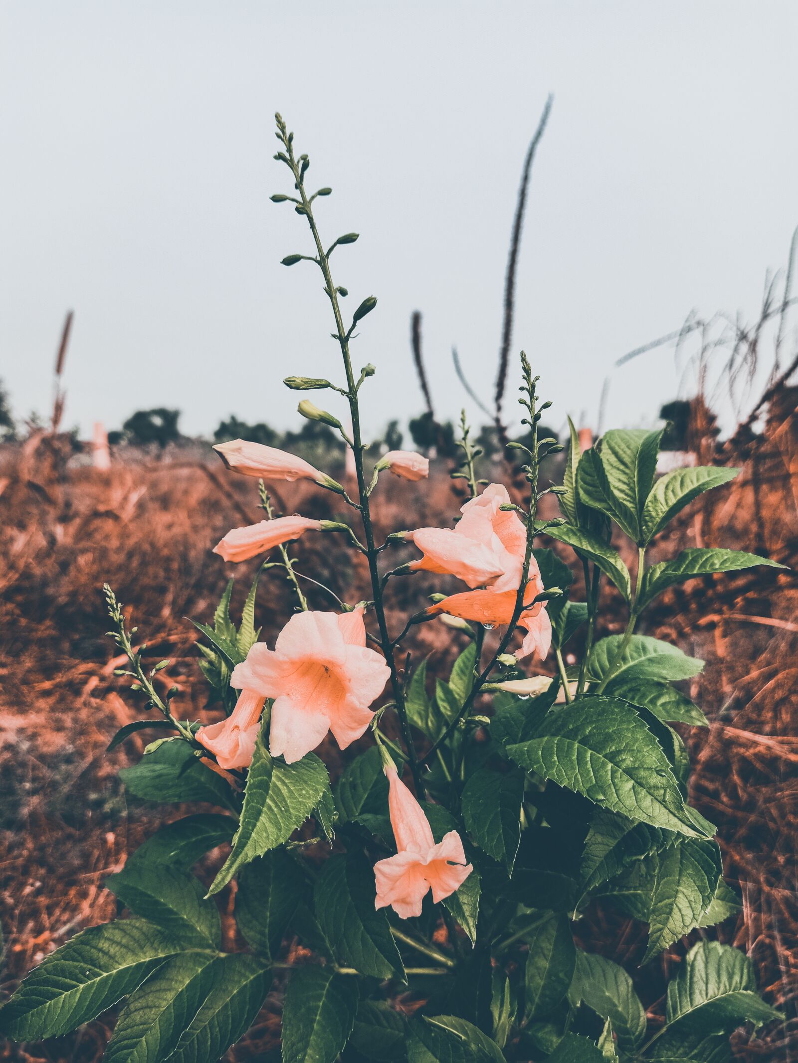OPPO F11 PRO sample photo. Flowers, plant, pink flowers photography