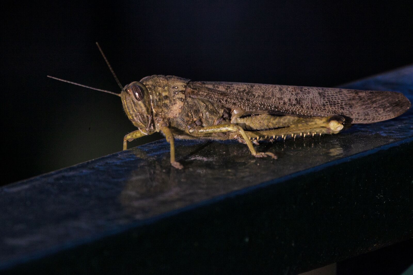Canon EOS 5D Mark II sample photo. Grasshopper, insect, nature photography