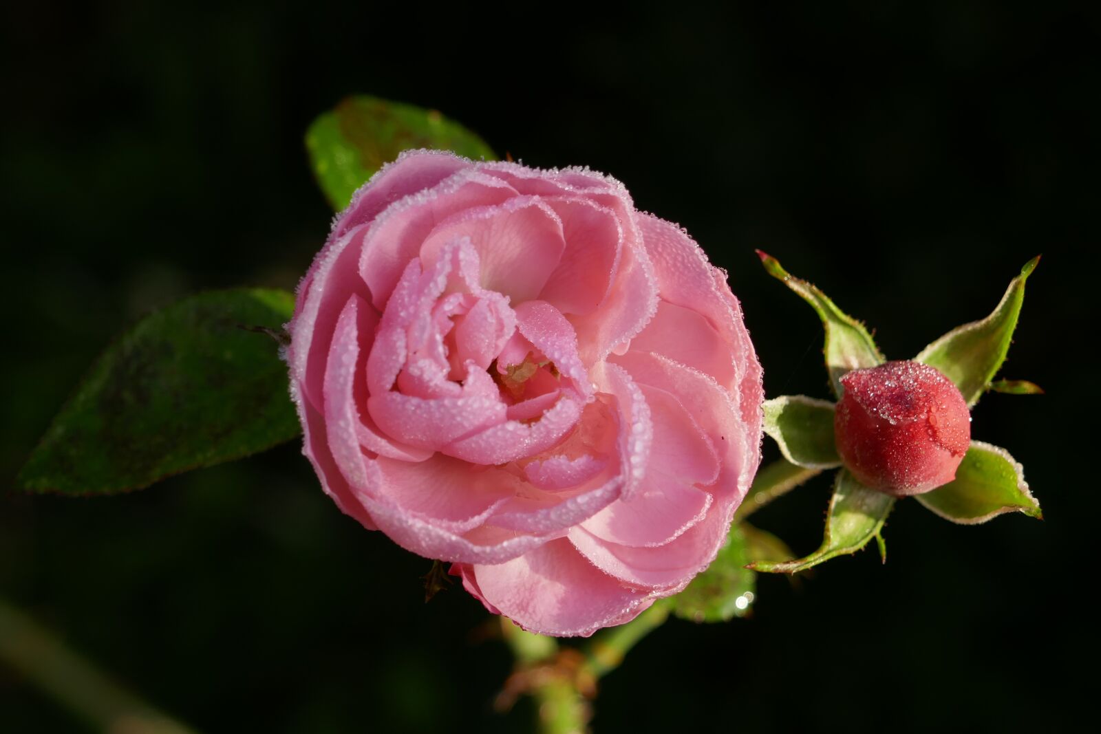 Panasonic DMC-TZ101 sample photo. Rose, frost, flower photography