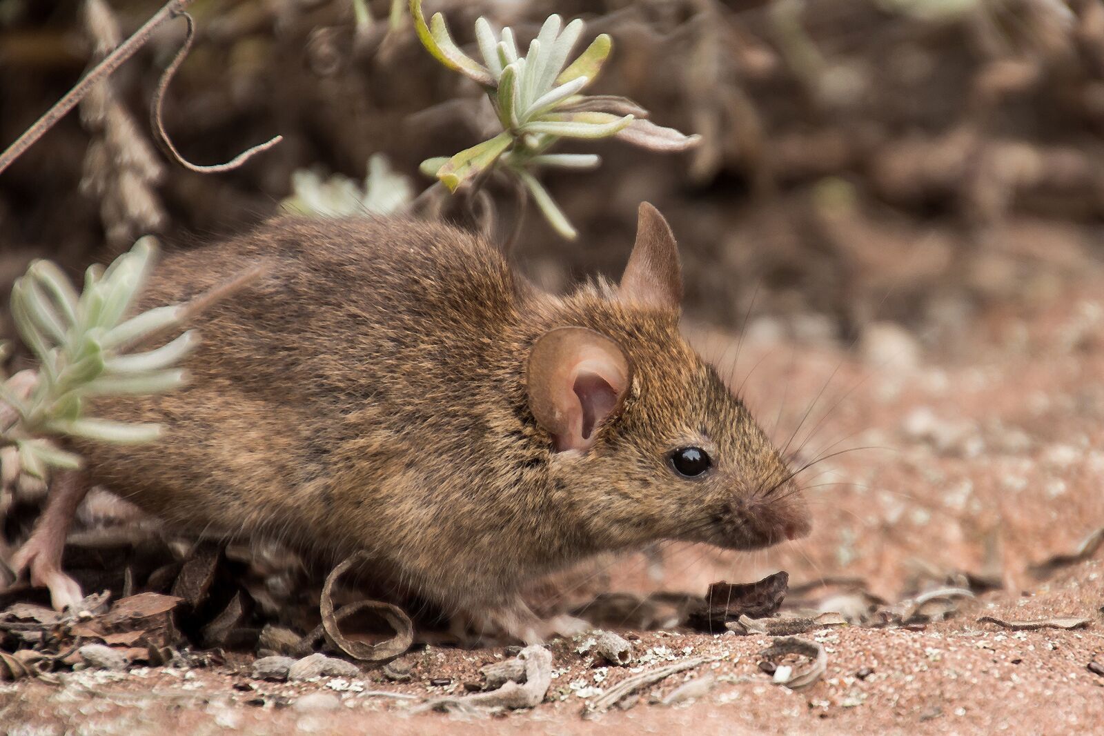 Canon EOS 650D (EOS Rebel T4i / EOS Kiss X6i) sample photo. Field mouse, mouse, nature photography