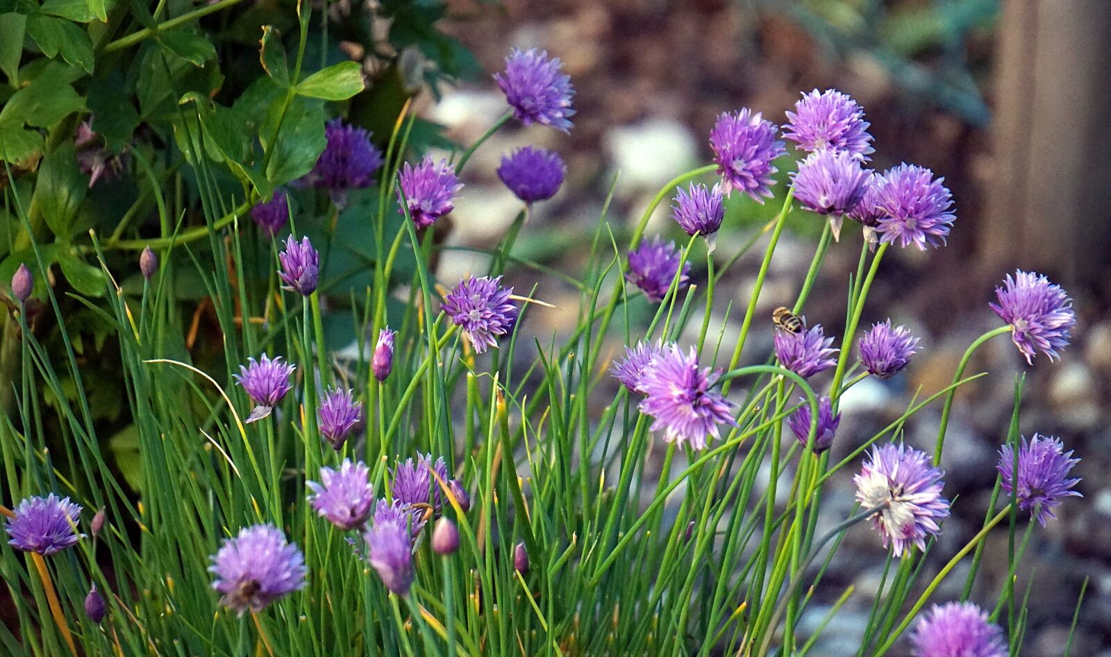 Sony Alpha a5000 (ILCE 5000) + Sony E 55-210mm F4.5-6.3 OSS sample photo. Leek, garden, blossom photography