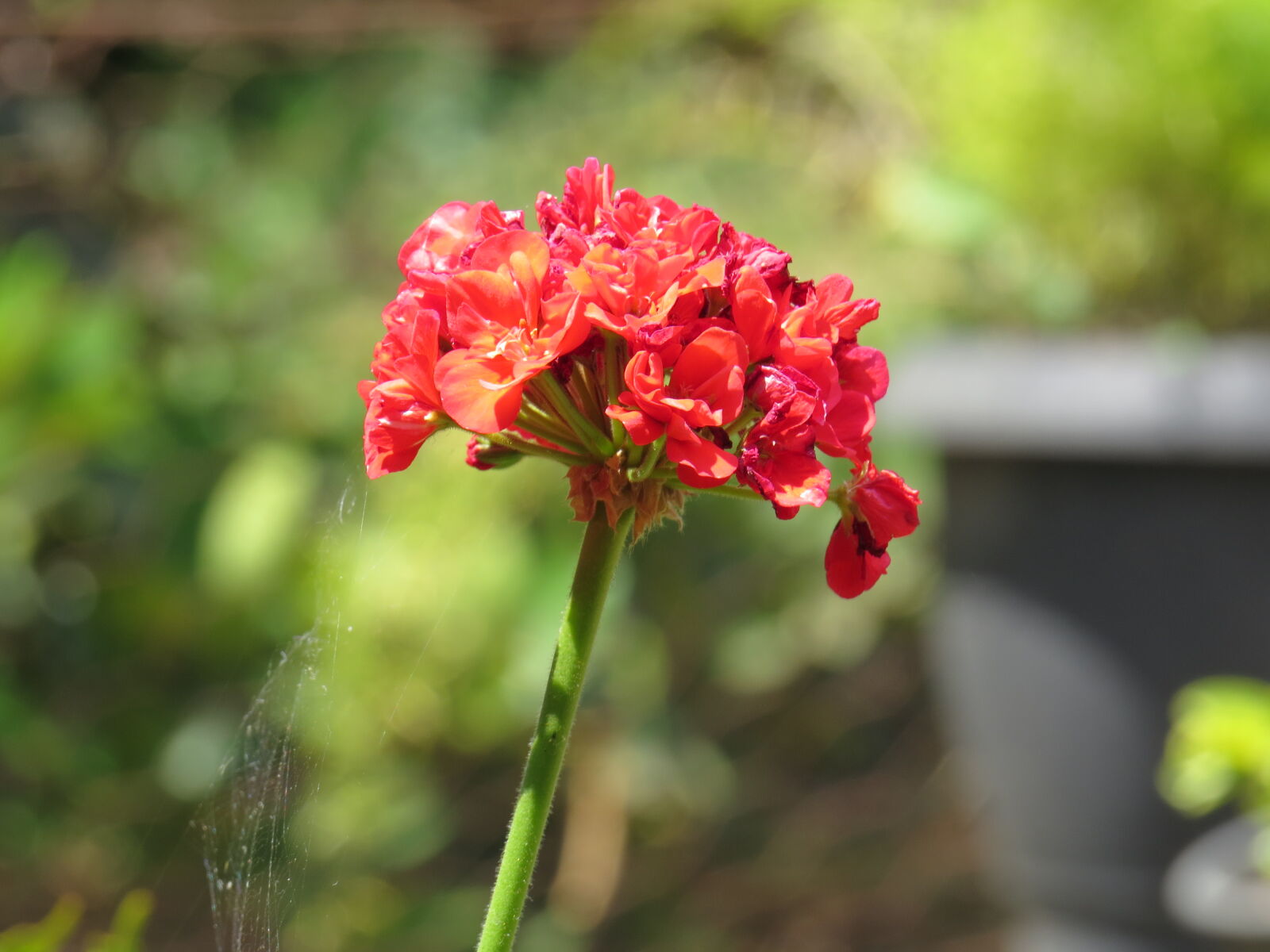 Canon PowerShot SX50 HS sample photo
