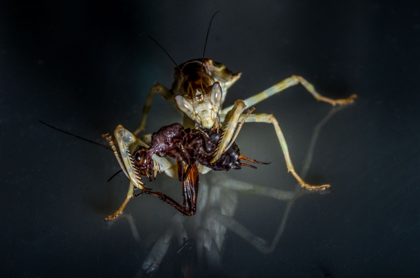Nikon D7000 sample photo. Mantis, insect, nature photography