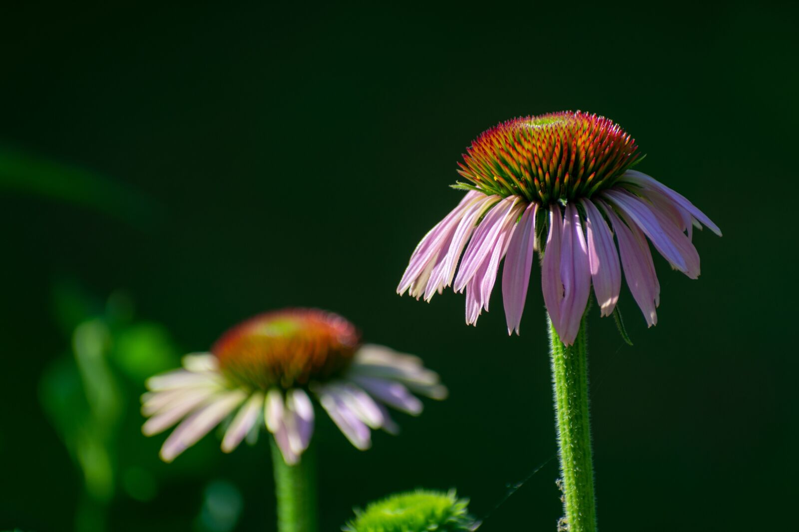 Nikon D3400 sample photo. Nature, flowers, summer photography