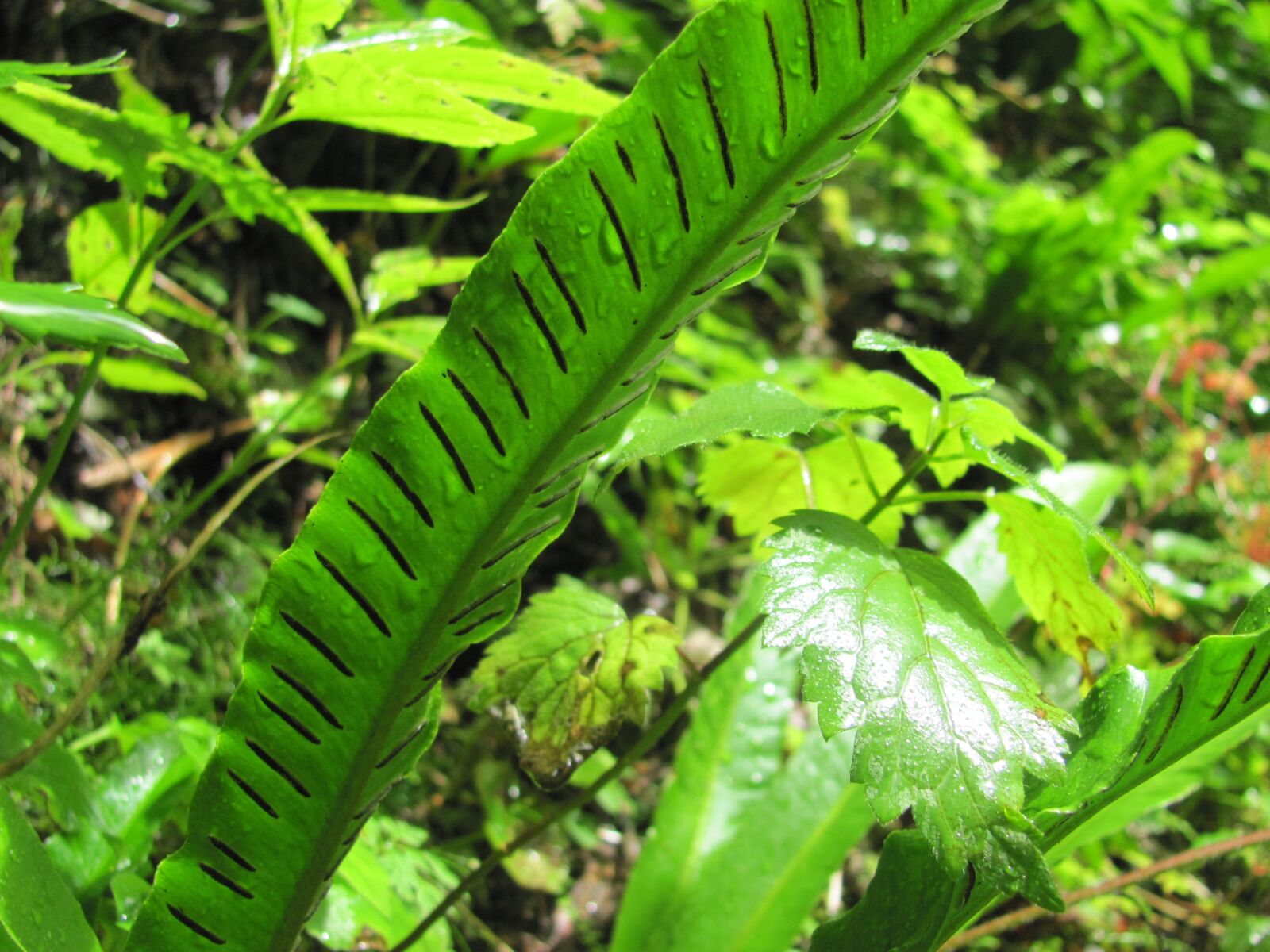 Canon PowerShot SX120 IS sample photo. Fern, foliage, spóratartó photography