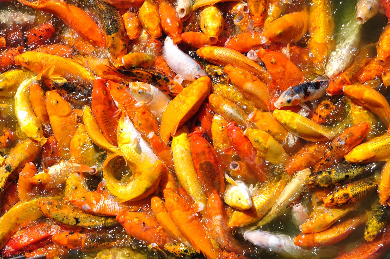 Nikon D90 sample photo. Carp fish, fish, orange photography