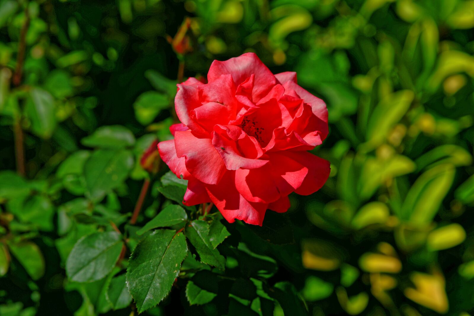 Sony Alpha DSLR-A900 sample photo. Rose, blossom, bloom photography