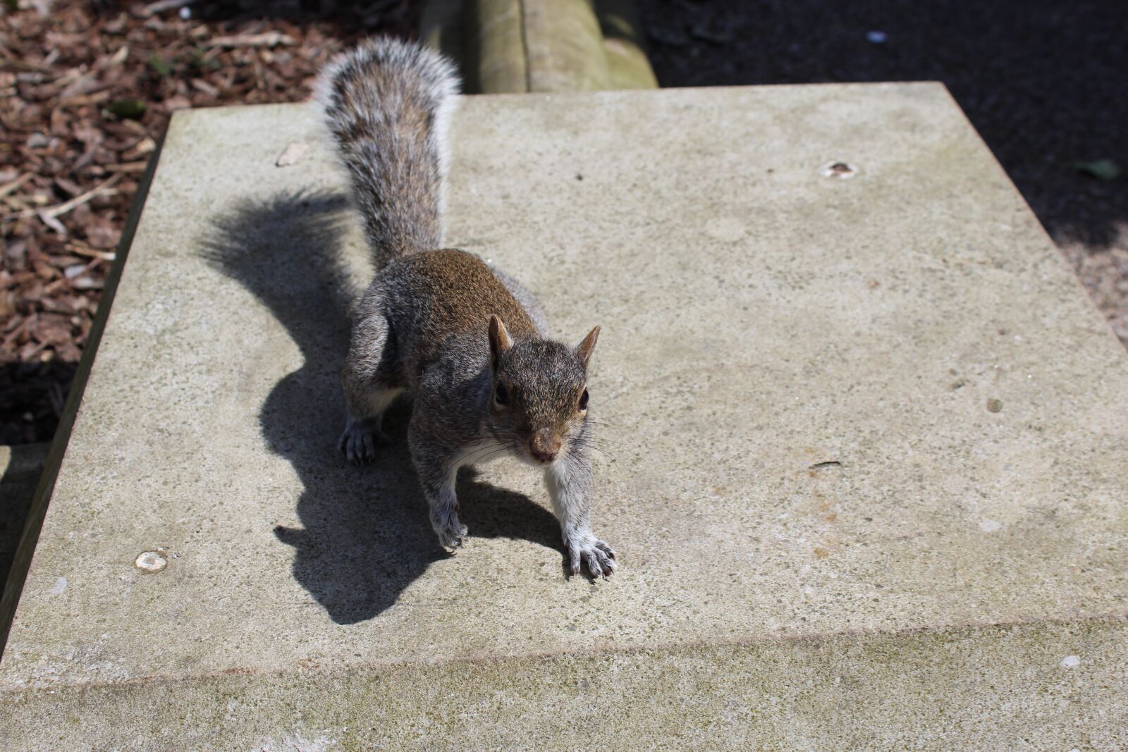 Canon EOS 1200D (EOS Rebel T5 / EOS Kiss X70 / EOS Hi) sample photo. Squirrel, outdoors, animal photography