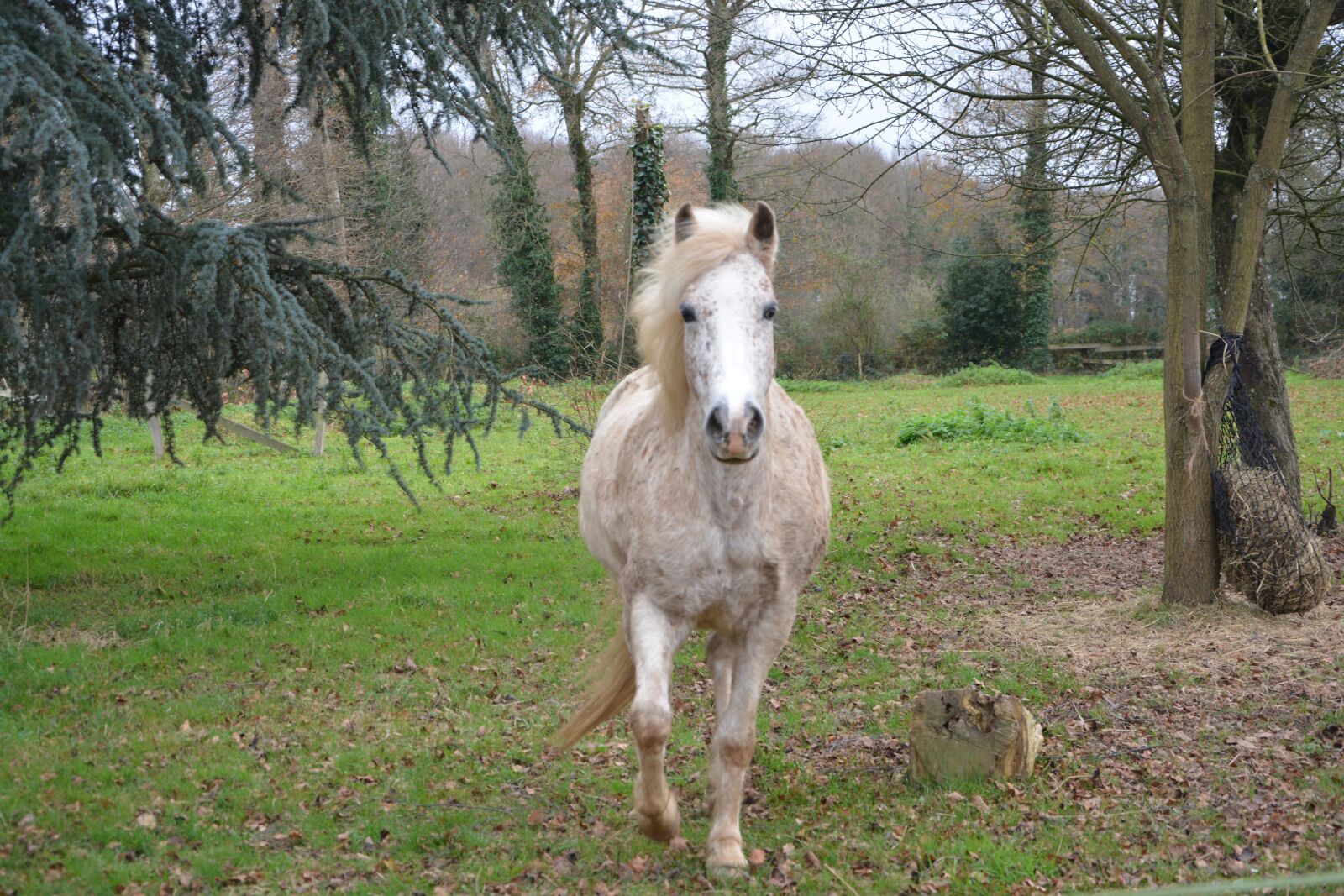 Nikon D5200 sample photo. Horse, mare horse, horseback photography