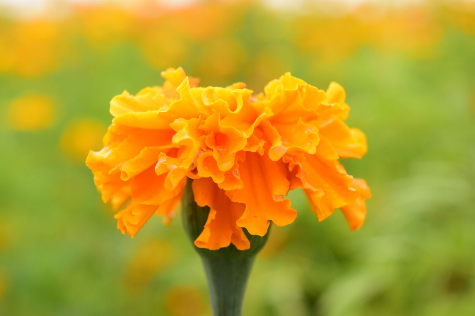 Nikon D3300 sample photo. Tagete, marigold, blossom photography