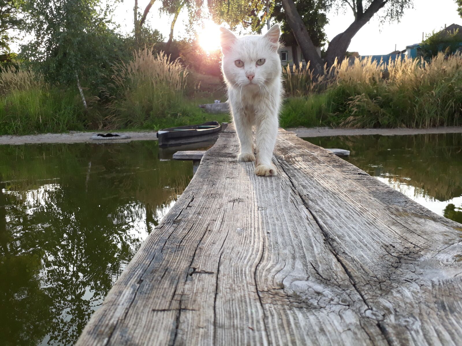Samsung Galaxy A3(2017) sample photo. Cat, predator, animals photography