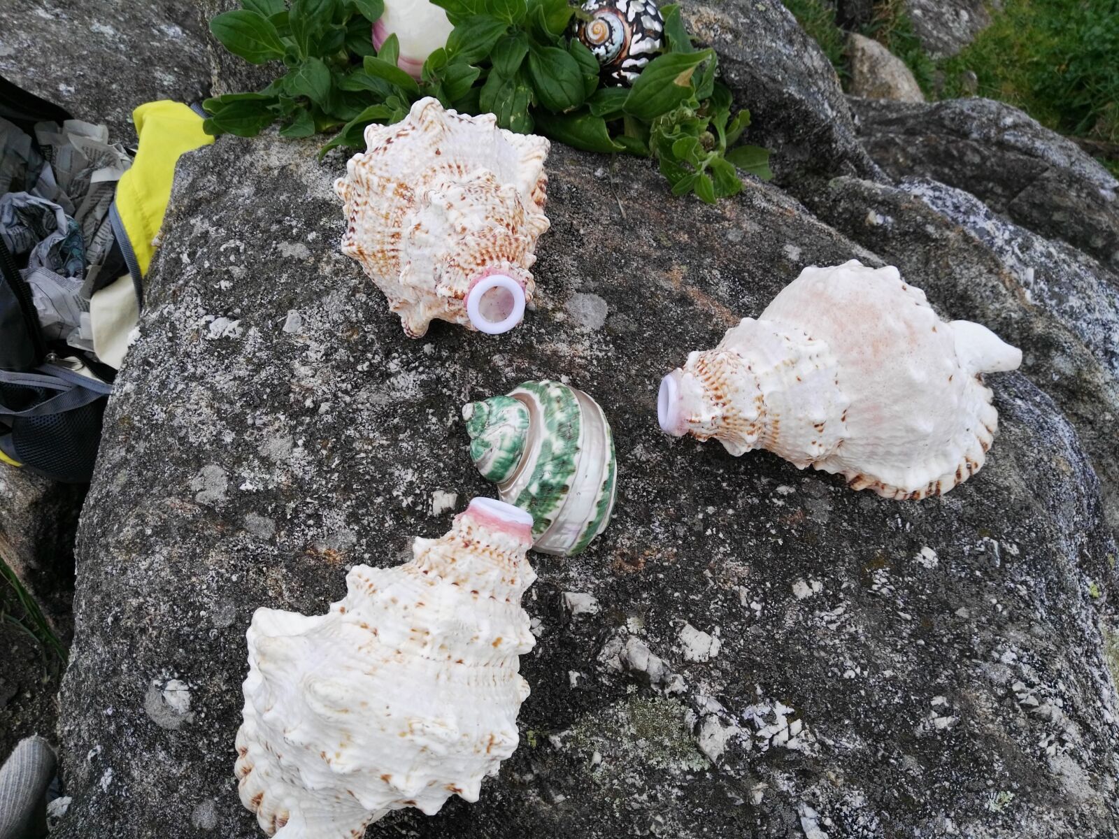HUAWEI GX8 sample photo. Conch, sea, marine photography