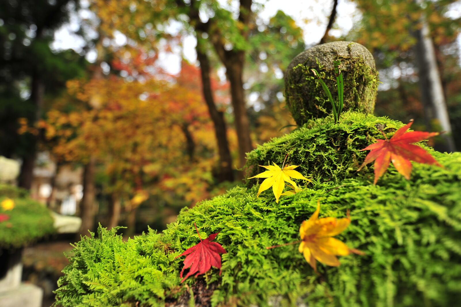 Nikon D700 sample photo. Autumnal leaves, maple, temple photography