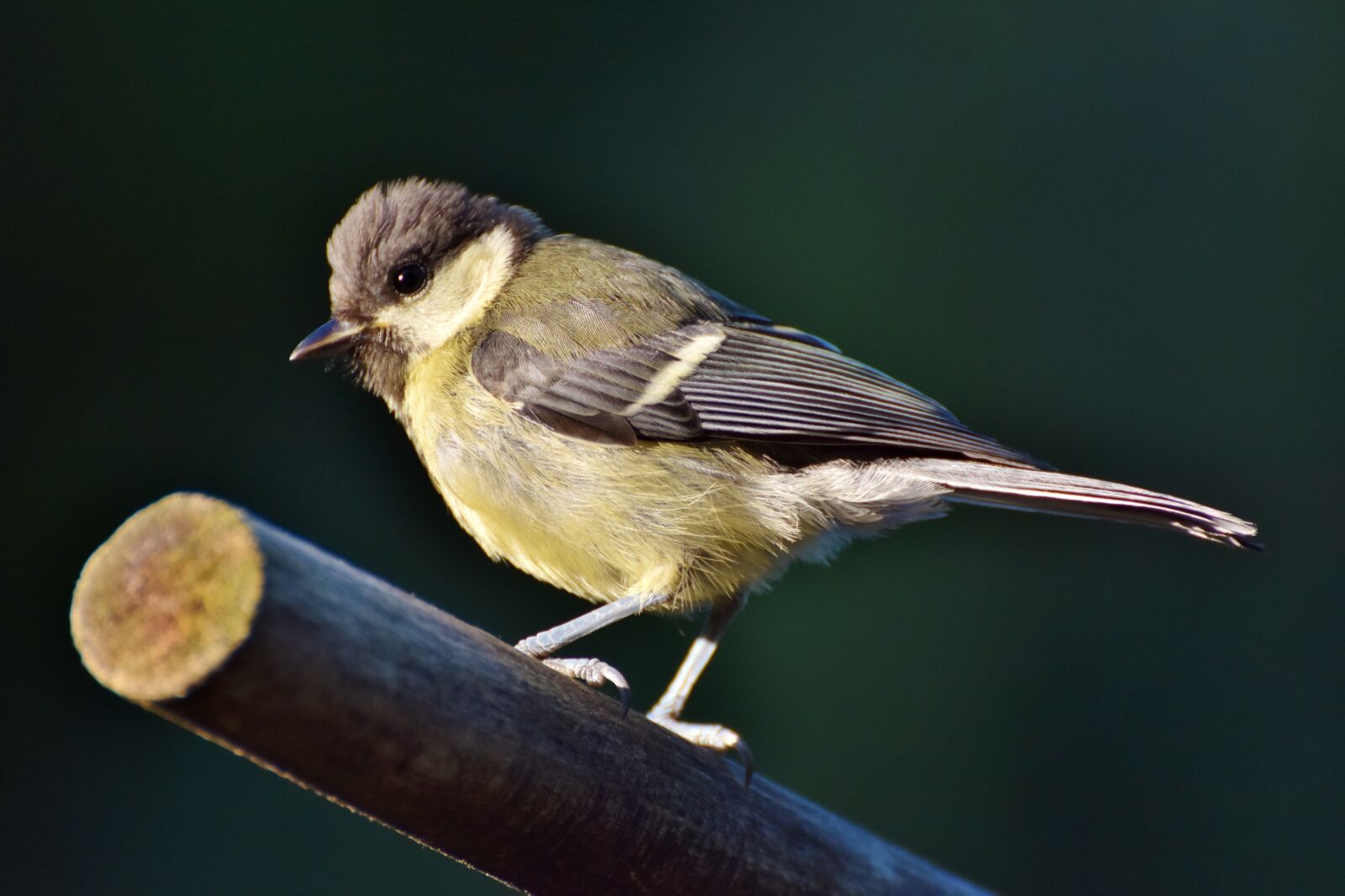 Nikon D7200 sample photo. Tit, songbird, small bird photography