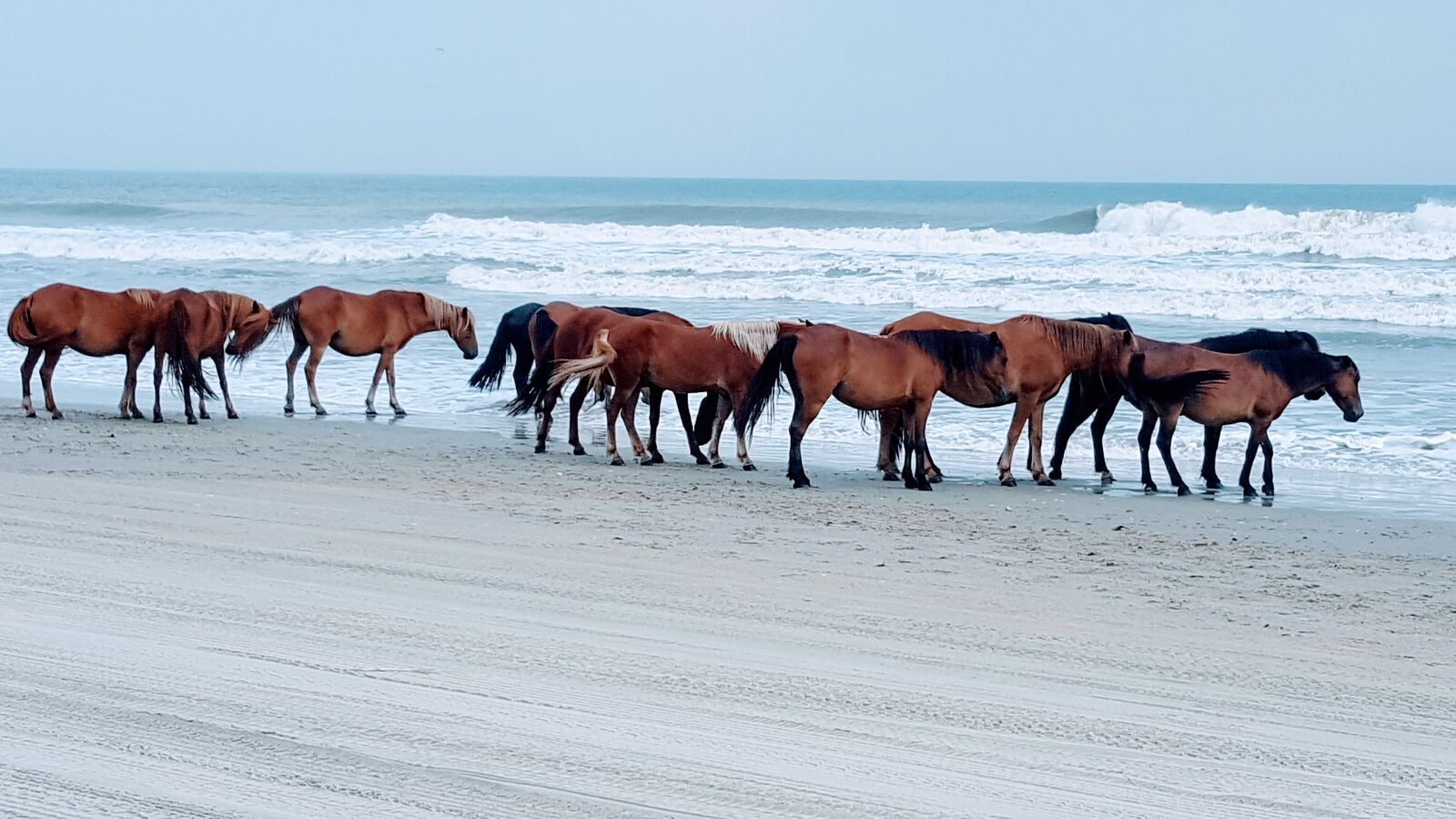 Samsung Galaxy S6 sample photo. Horse, beach, ocean photography