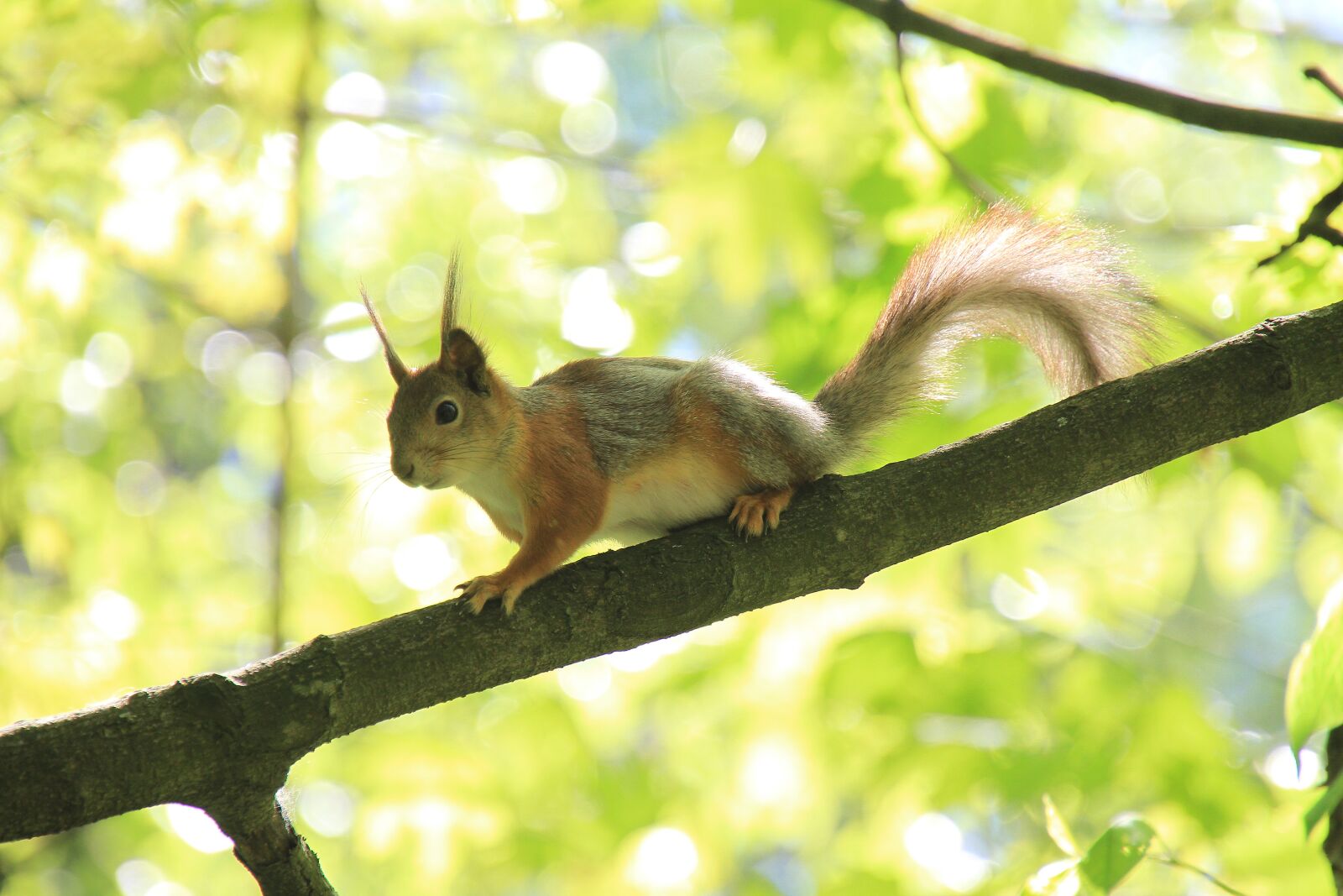 Canon EOS 7D sample photo. Squirrel, tree, summer photography
