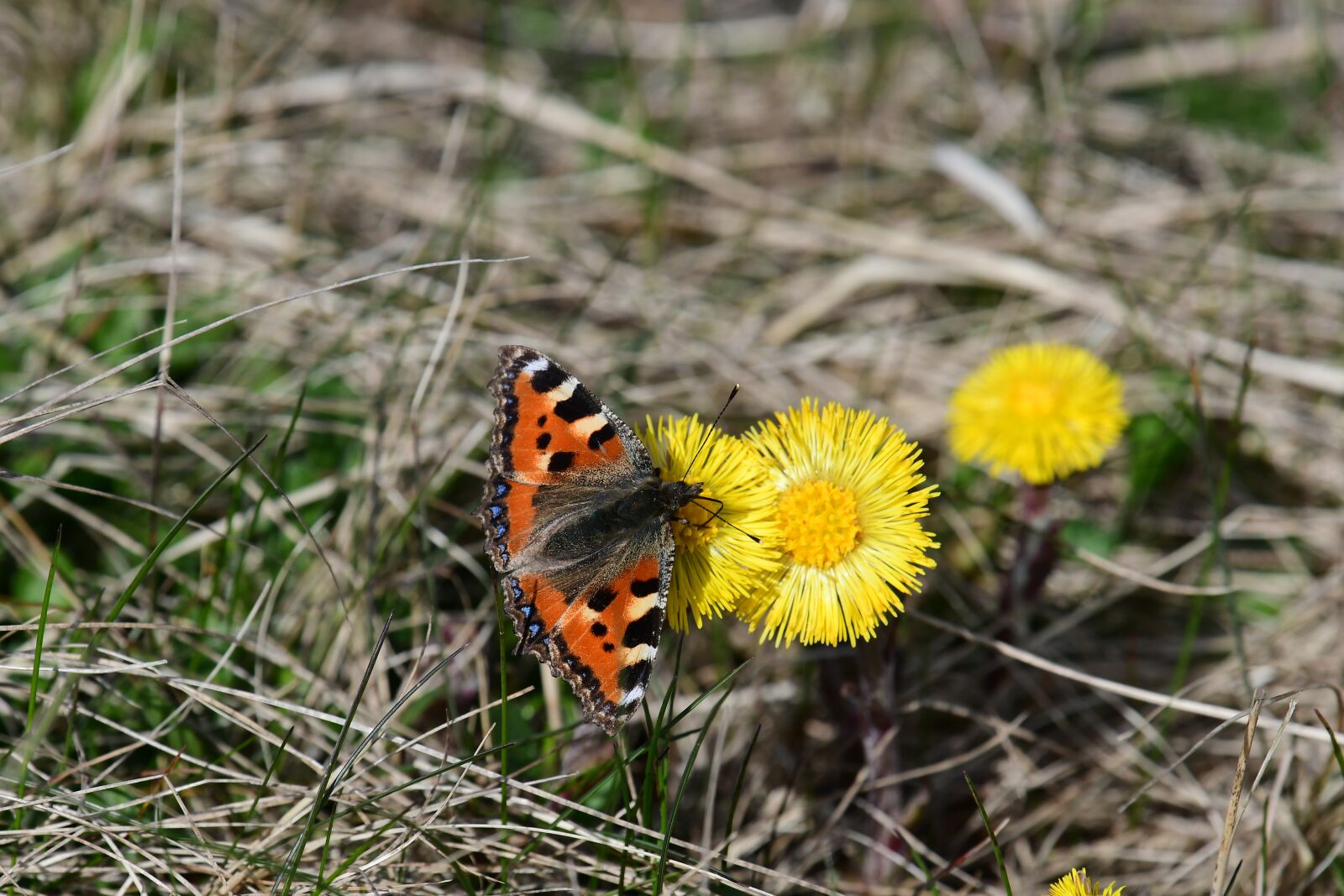 Nikon D500 sample photo. Tussilago farfara, blossom with photography