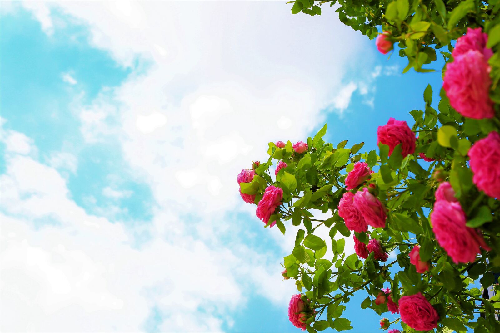 Canon EOS 5D Mark III sample photo. Rose, spring, red photography