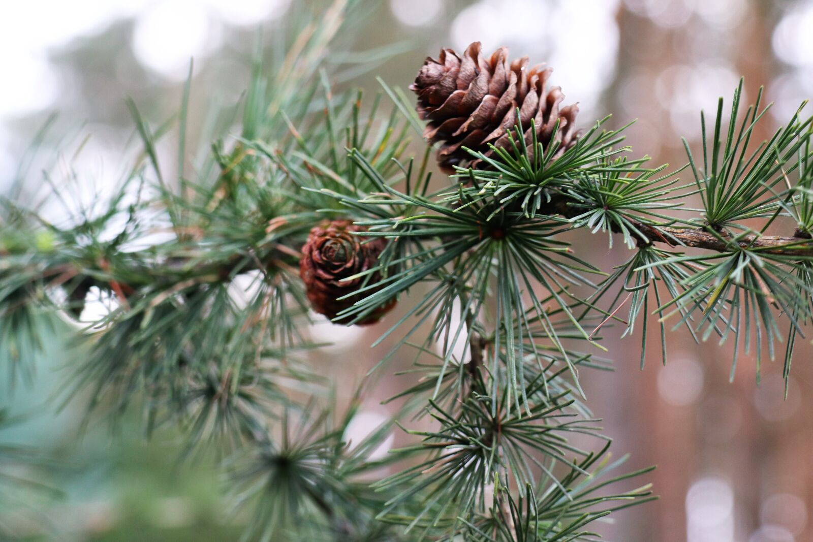 Canon EOS M6 sample photo. Larch, pine cone, tree photography