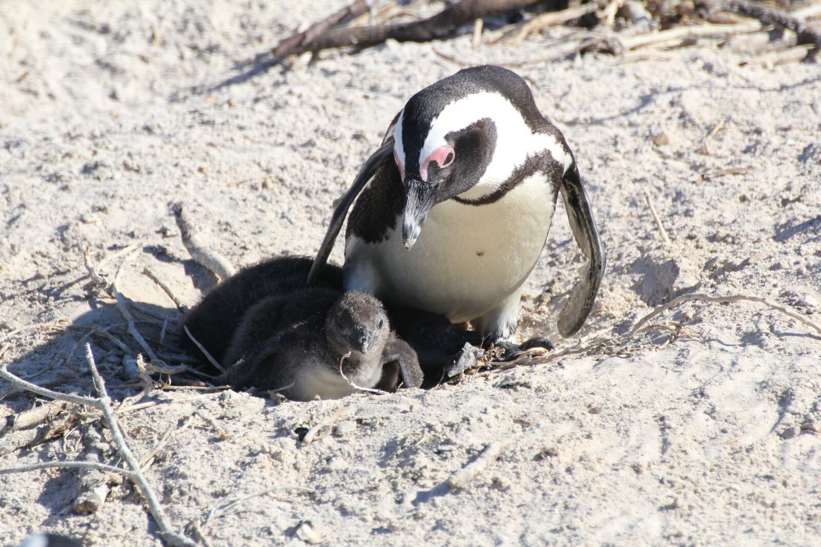 Canon EOS 60D sample photo. Penguin, penguin baby, south photography